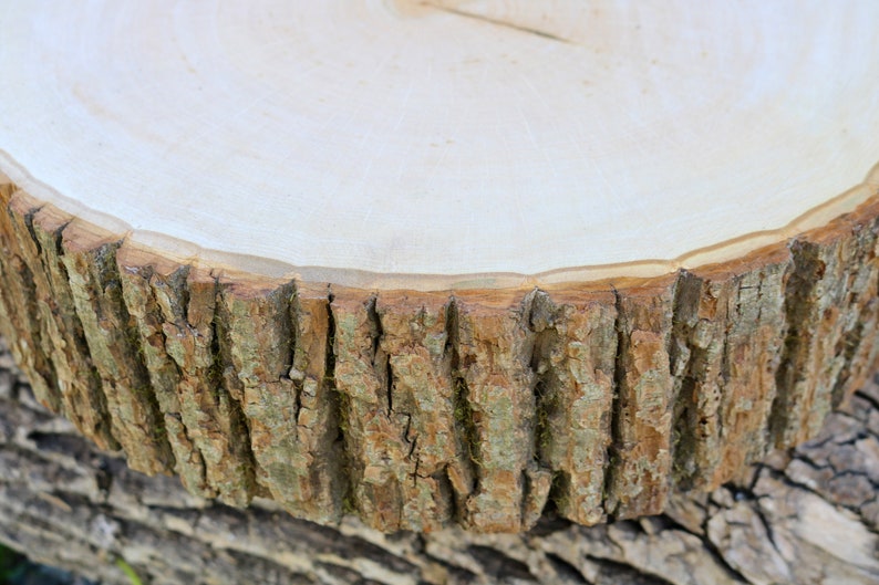 May include: A close-up of a wooden slice with the bark still attached. The wood is light brown and the bark is a darker brown. The slice is smooth and polished.