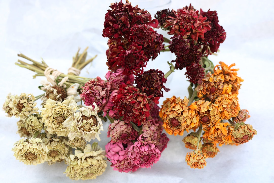 Dried Zinnia Flowers Bouquet Flowers, Dry Flowers Etsy