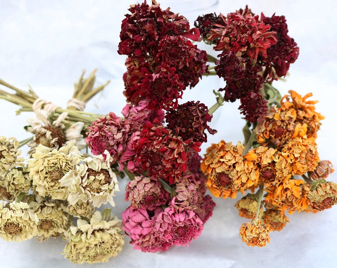 Featured listing image: Dried Zinnia Flowers Bouquet Flowers, Dry Flowers