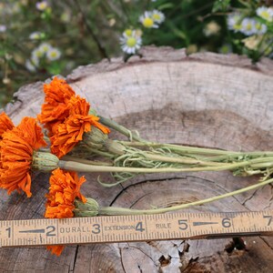 Peut inclure: Un bouquet de fleurs s&eacute;ch&eacute;es orange, li&eacute;es avec de la ficelle, mesurant environ 15 cm de long. Les fleurs sont dispos&eacute;es sur une surface en bois avec une r&egrave;gle pour l'&eacute;chelle.