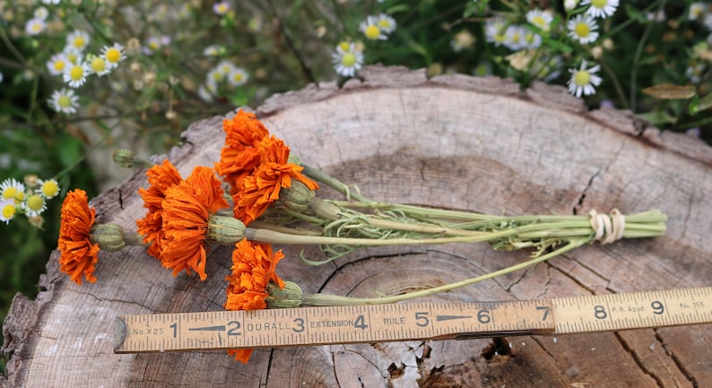 Peut inclure: Un bouquet de fleurs s&eacute;ch&eacute;es orange, li&eacute;es avec de la ficelle, mesurant environ 15 cm de long. Les fleurs sont dispos&eacute;es sur une surface en bois avec une r&egrave;gle pour l'&eacute;chelle.