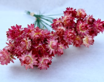 Pink Strawflowers, 50 Wired Stems, Dried Flowers, Bouquet Flowers, Dry Flowers