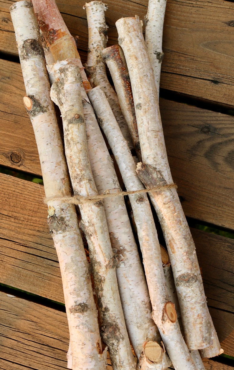 Birch Log Bundle, 11 White Birch Branches, Birch Wood Sticks, DIY Natural Centerpiece image 3
