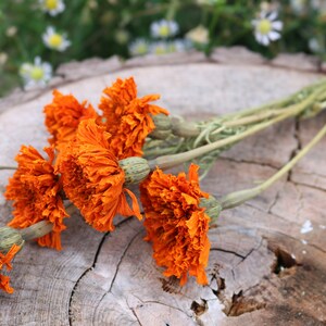 Peut inclure: Un bouquet de fleurs s&eacute;ch&eacute;es orange avec des tiges vertes sur une surface en bois.
