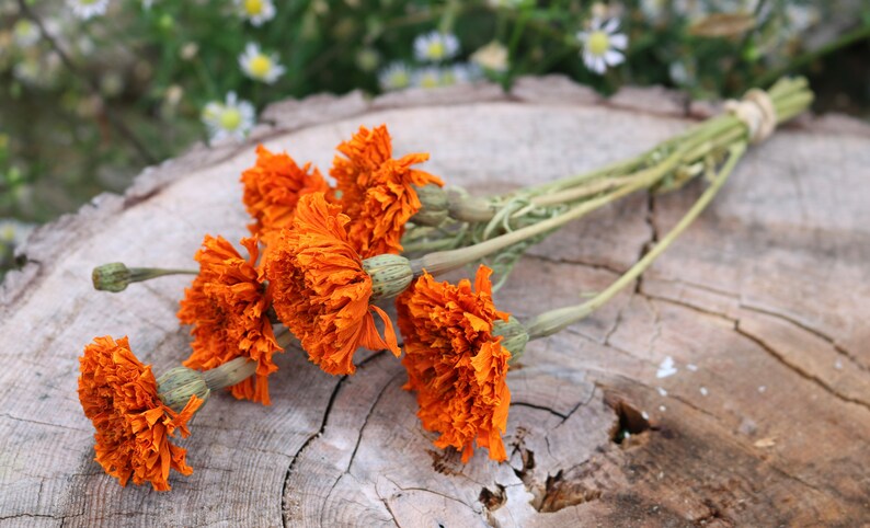 Peut inclure: Un bouquet de fleurs s&eacute;ch&eacute;es orange avec des tiges vertes sur une surface en bois.