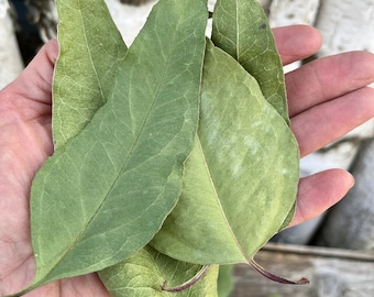 Dried Lemon Eucalyptus Leaves, Natural Long Leaf Eucalyptus