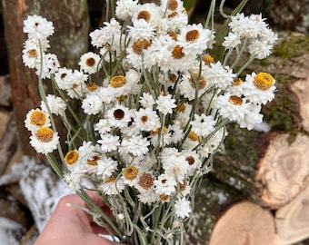 White Dried Ammobium Winged Everlasting Flowers, Dry Natural Flower Wedding Bouquet