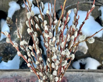 Spring Pussy Willows in 25 Stem Bunches, Natural Woodland Dry Arrangement Decor