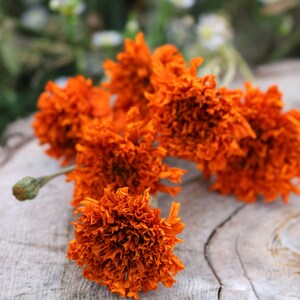Peut inclure: Un groupe de fleurs de souci s&eacute;ch&eacute;es orange sur une surface en bois brun clair.