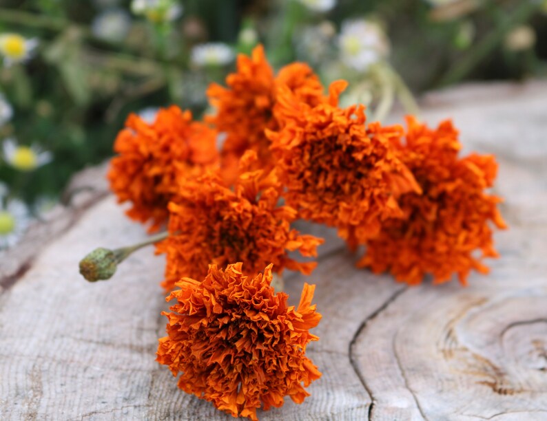 Peut inclure: Un groupe de fleurs de souci s&eacute;ch&eacute;es orange sur une surface en bois brun clair.
