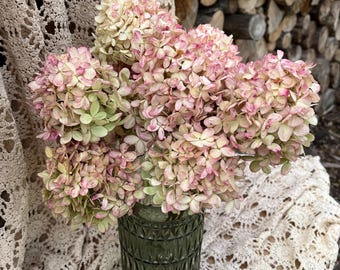 Dried Limelight Hydrangeas Greenish Beige and Rose in Color, Natural Hydrangeas