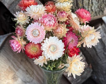 Dried Strawflower Bunch in Mixed Coral Colors, DIY Wedding Florals, Boho Bouquet