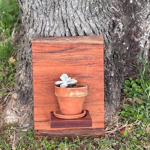 Könnte beinhalten: Ein Holz-Pflanzgefäß mit einer kleinen Sukkulentenpflanze in einem Terrakotta-Topf. Das Pflanzgefäß ist an einem Baumstamm befestigt und hat eine natürliche Holzoptik.