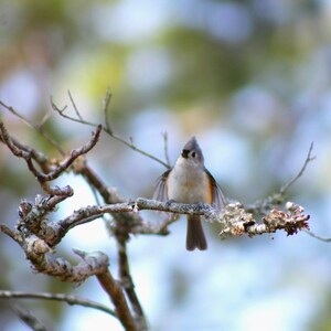 Doppelmeise Fotografie | Vogel Fotografie, Vogel Druck, Wildtier Kunst Foto