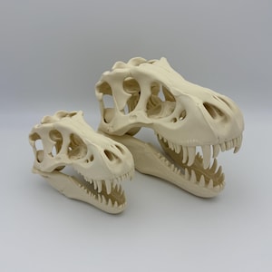 May include: Two off-white dinosaur skull replicas. The larger skull has a detailed structure with visible teeth and eye sockets. The smaller skull is similar in design, with a complete set of teeth. Both are set against a plain white background.