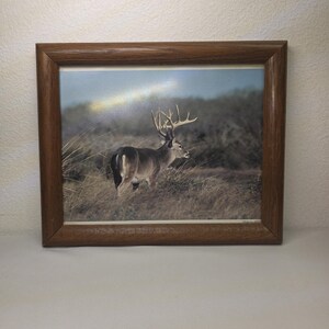 May include: A framed photograph featuring a large buck with prominent antlers standing in a field of tall, dry grass. The image is enclosed in a medium-toned wooden frame with a simple, clean profile and a light-coloured mat border.