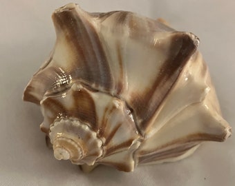 Seashell Craft Supply Collection #30