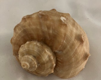 Seashell Craft Supply Collection #32