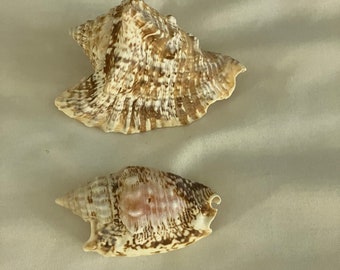 Bleached White Sea Urchin Shells 1-1/22-1/2nautical Seashell Craft ...