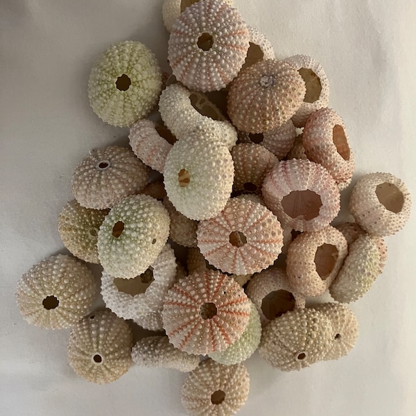 Seashell Craft Supply Collection #40