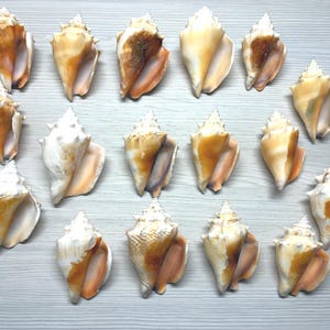 May include: A collection of sixteen conch shells arranged in a grid pattern. Each shell features a spiral shape with a pointed apex and a wide opening, displaying natural color variations of cream, tan, and light brown across their textured surfaces.