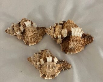 Seashell Craft Supply Collection #15