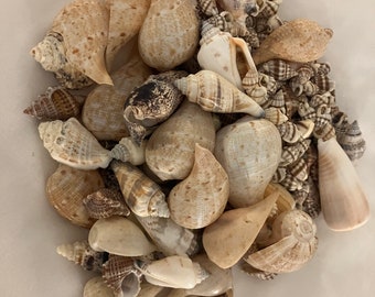 Seashell Craft Supply Collection #31