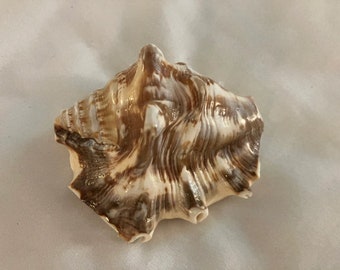 Seashell Craft Supply Collection #26