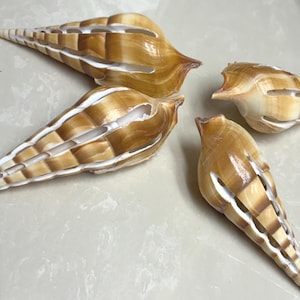 May include: Four elongated, conical seashells featuring a distinctive cut-out pattern along their length. Each shell displays a smooth, glossy surface with alternating bands of light tan, golden brown, and white, showcasing a natural spiral structure.