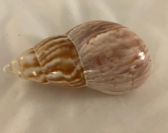 Seashell Craft Supply Collection #25