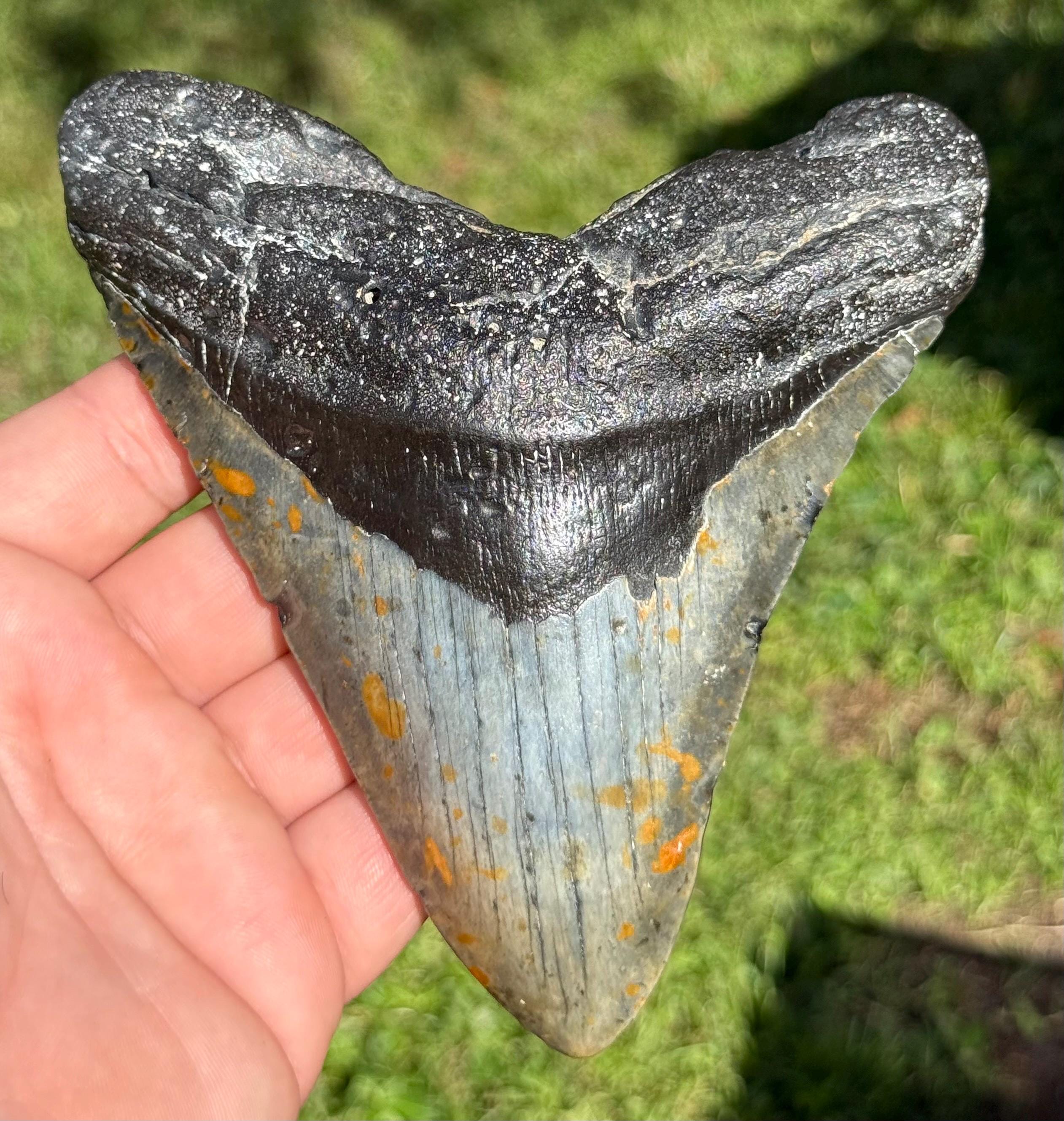 巨大なノースカロライナ産メガロドンの歯の化石（6.01インチ） - Etsy 日本