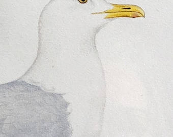 Antique 1929 Framed and Matted Chromolithograph Print of an Iceland Gull (Larus Leucopterus) from Swedish Birds by the Von Wright Brother