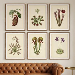 May include: A set of six framed botanical prints featuring various carnivorous plants, including pitcher plants, a Venus flytrap, and sundews, displayed in dark wood frames against a light-colored wall above a brown leather sofa.