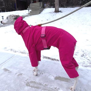 May include: A bright pink dog jumpsuit with a hood and a matching pink adjustable harness strap around the torso. The garment covers the back and legs of a slender dog, featuring a smooth, solid-colored fabric design with black plastic buckles.