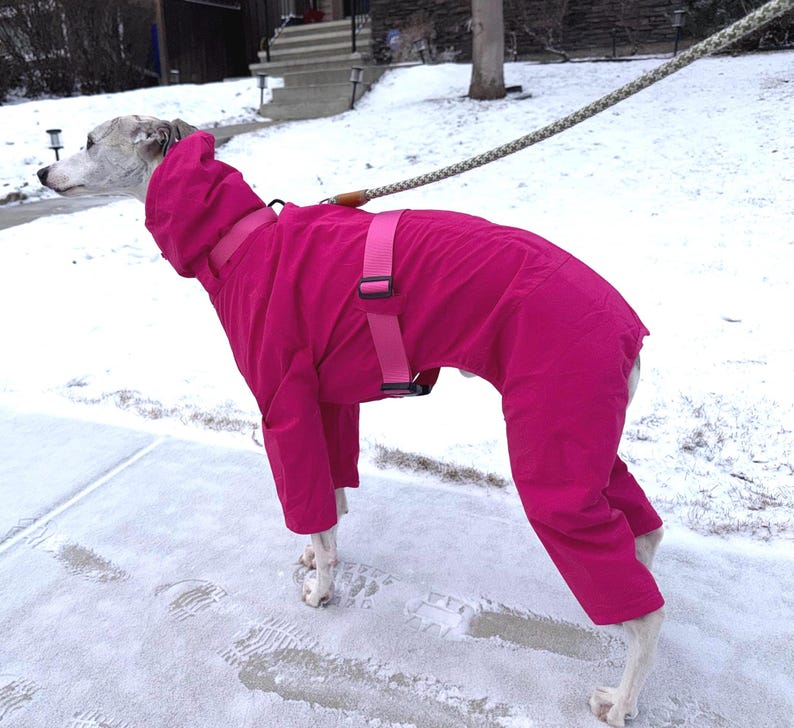 May include: A bright pink dog jumpsuit with a hood and a matching pink adjustable harness strap around the torso. The garment covers the back and legs of a slender dog, featuring a smooth, solid-colored fabric design with black plastic buckles.