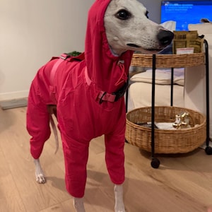 May include: A light-colored dog with dark spots wearing a bright red, full-body hooded jumpsuit. The garment features long sleeves for all four legs, a drawstring hood, and a black buckle strap around the chest area to secure the fit.