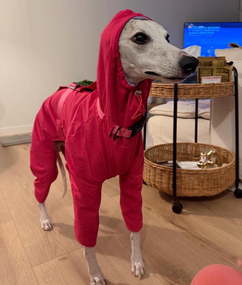 May include: A light-colored dog with dark spots wearing a bright red, full-body hooded jumpsuit. The garment features long sleeves for all four legs, a drawstring hood, and a black buckle strap around the chest area to secure the fit.
