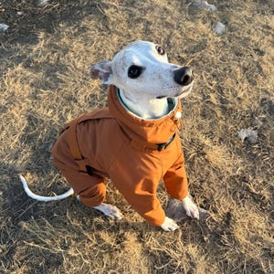 May include: A white and grey dog with dark eyes wearing a solid burnt orange full-body jumpsuit with a high collar, a black buckle closure at the neck, and a light blue inner lining, standing outdoors on a patch of dry, brown grass.