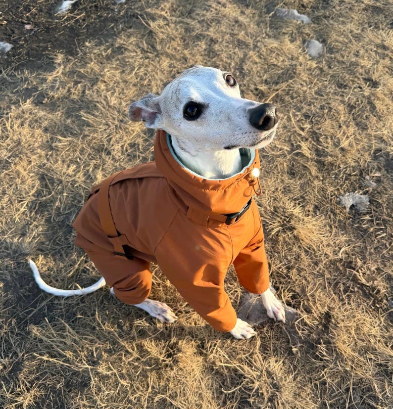 May include: A white and grey dog with dark eyes wearing a solid burnt orange full-body jumpsuit with a high collar, a black buckle closure at the neck, and a light blue inner lining, standing outdoors on a patch of dry, brown grass.