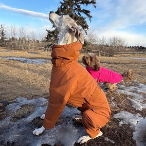 May include: A dog wearing a solid burnt orange full-body jumpsuit with a high collar and a matching belt. In the background, a smaller dog is wearing a bright pink jacket. Both dogs are outdoors in a field with patches of snow and dry grass.