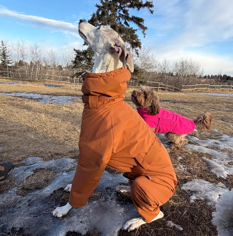 May include: A dog wearing a solid burnt orange full-body jumpsuit with a high collar and a matching belt. In the background, a smaller dog is wearing a bright pink jacket. Both dogs are outdoors in a field with patches of snow and dry grass.