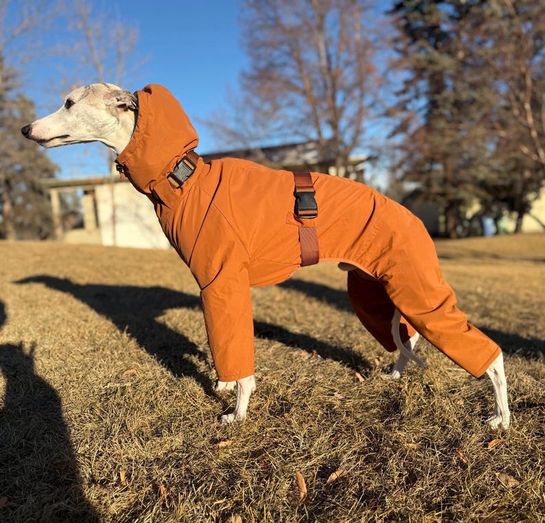 May include: A dog wearing a solid burnt orange full-body jumpsuit with a hood. The garment features a high neck with a black plastic buckle closure and a matching adjustable strap with a black buckle around the midsection to secure the fit.