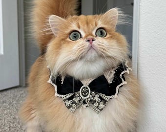 Puede incluir: Un gato dorado y esponjoso con ojos verdes y un collar de encaje negro y blanco con un lazo. El collar tiene una pieza central decorativa. El gato mira hacia arriba y tiene una cola tupida.