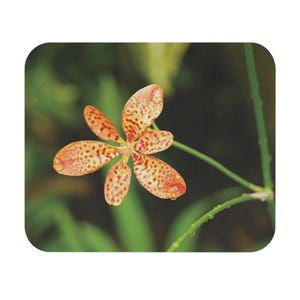 Peut inclure: Une fleur de lis léopard présentant six pétales orange avec des taches rouge foncé. La fleur est fixée à une fine tige verte avec de petites gouttelettes d'eau visibles sur les pétales et la tige, montrant une structure botanique naturelle.