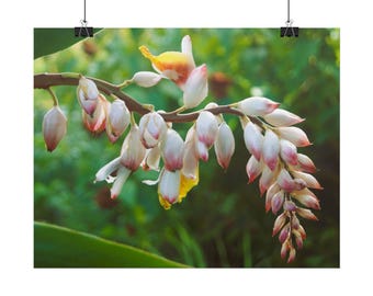 Poster: Shell ginger flowers , alpinia zerumbet , shell flower | Rolled Posters | Real photography, not from AI