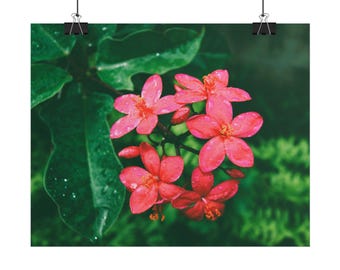 Poster: Jatropha integerrima blooming flowers in the tropical nature | Rolled Posters | Real photography, not from AI