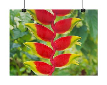 Rolled Posters | Heliconia rostrata flower | Rolled Posters | Real photography, not from AI