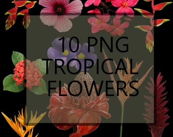 Pack de 10 images PNG, fleurs tropicales, vraies images de fleurs détourées, fond blanc, fond transparent, images de haute qualité