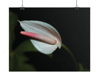 Poster: Anthurium flower in the dark night | Rolled Posters | Real photography, not from AI