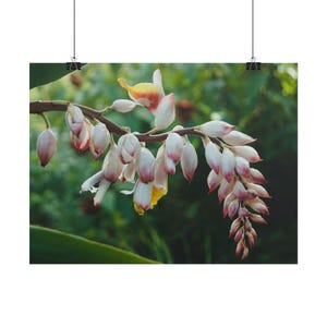 Poster: Alpinia zerumbet flowers , shell ginger flower | Rolled Poster | Real photography, not from AI